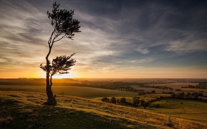 Lone tree on a grassy hill at sunset