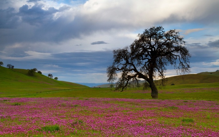 Oak tree in a field of purple flowers under a cloudy sky