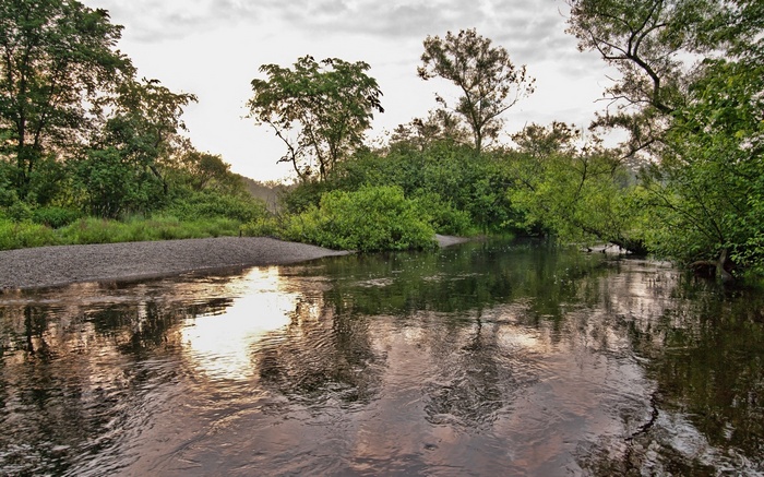 River flowing through a forest with trees and sky