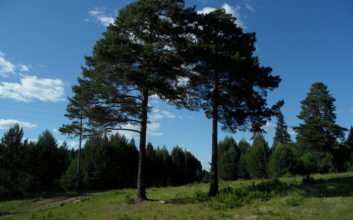 Two pine trees in a field under a blue sky