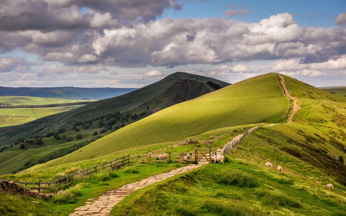 Sheep on a grassy hill with a stone path