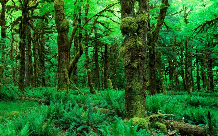 Moss-covered trees and ferns in a dense forest
