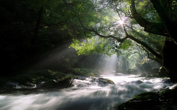 Sunbeams through forest canopy over a flowing river