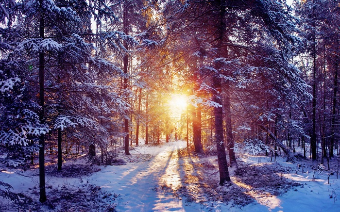 Sunlight shines through a snow-covered forest path