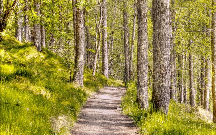 A dirt path winds through a sun-dappled forest.
