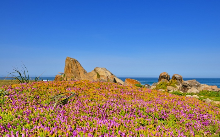 Coastal landscape with purple flowers and rocks
