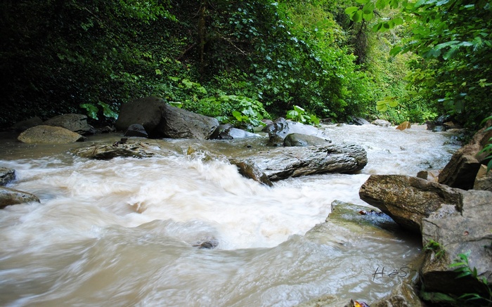 A fast-flowing river through a green forest