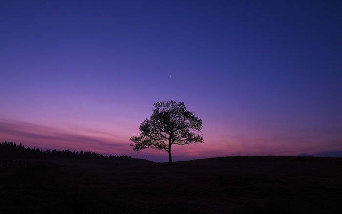 Silhouette of a lone tree against a twilight sky