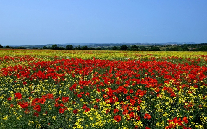 Field of red poppies and yellow flowers under a blue sky