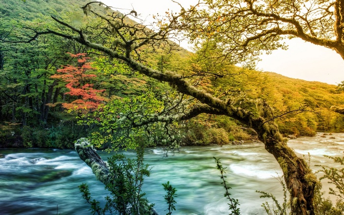River flowing through a forest with autumn foliage