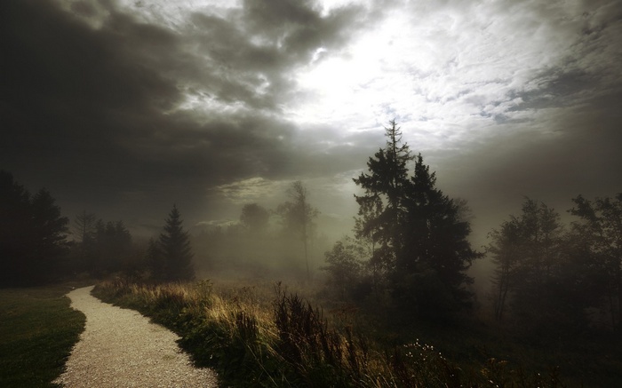 Foggy forest path with sunbeams through clouds