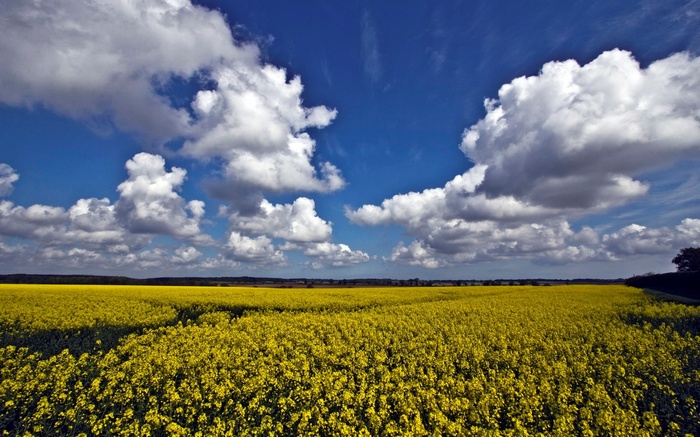 Field of yellow flowers under a blue sky with clouds