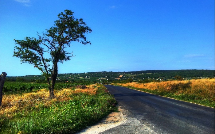 Tree by the road in a rural landscape