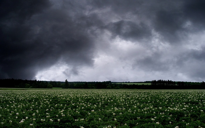 Stormy sky over a potato field