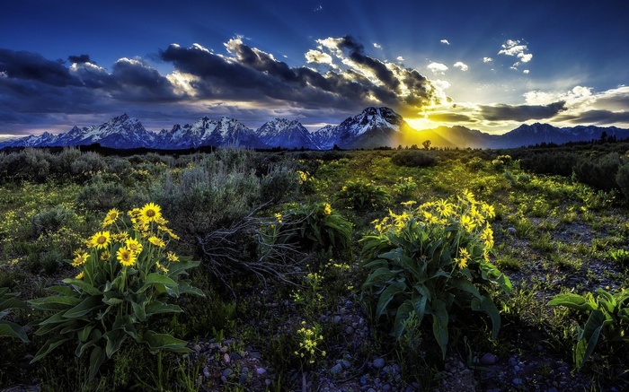Sunset over Grand Teton National Park with wildflowers