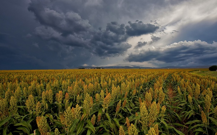 Field of sorghum under stormy skies