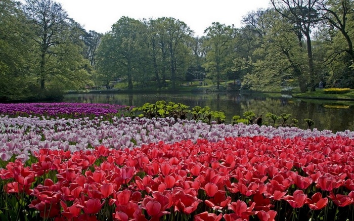 Colorful tulips in bloom by a tranquil lake