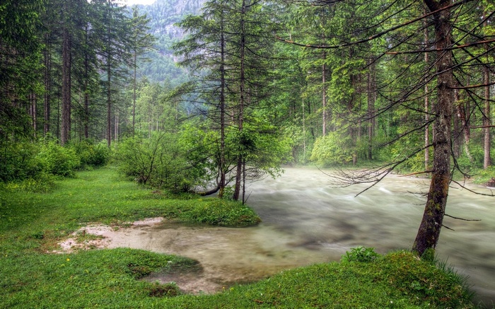 Misty forest river with tall trees