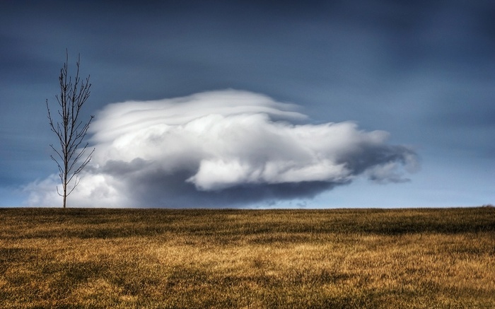 Bare tree in a field under a dramatic cloud formation