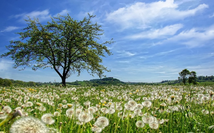 Field of dandelions with a tree and a hill