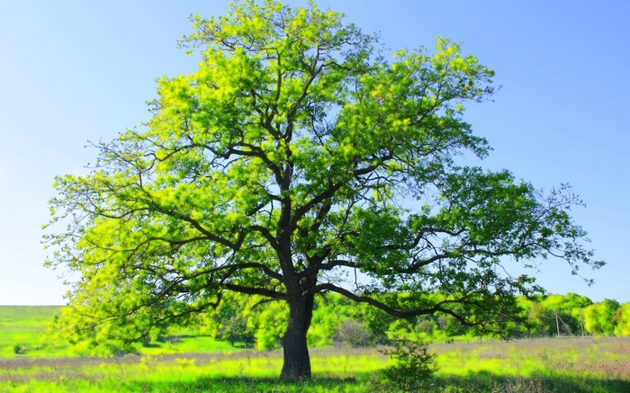 A large oak tree in a green field under a blue sky