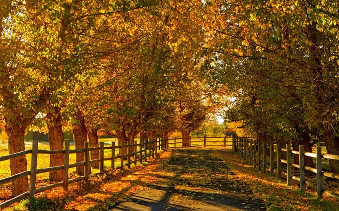 Autumn road lined with trees and a wooden fence