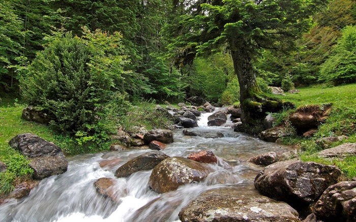 A stream flows through a rocky forest with green trees