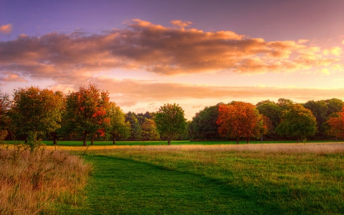 Autumn trees in a park at sunset
