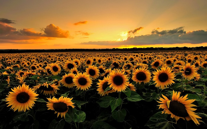 Field of sunflowers at sunset