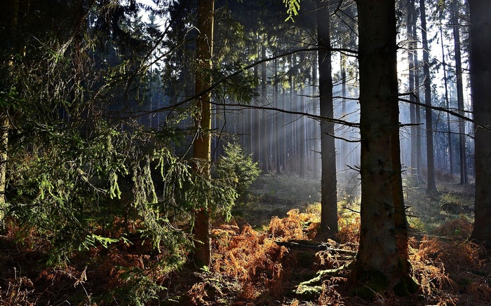 Sunlight filtering through a forest with ferns