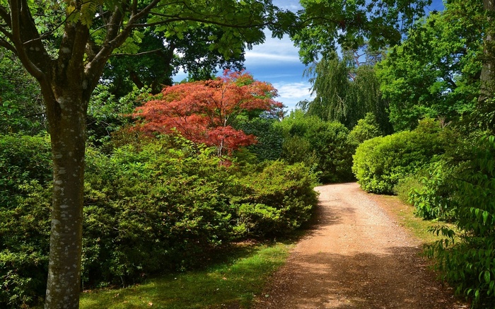 A winding dirt path through a lush garden with a red-leafed tree