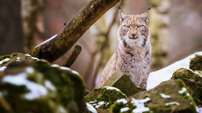 Lynx sitting on rocks in a forest