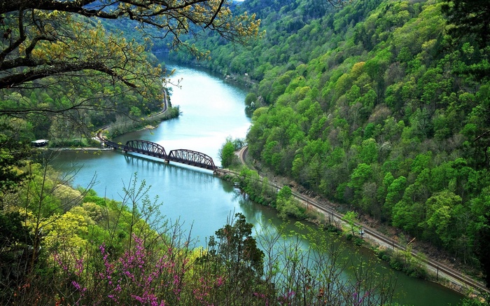 River and Bridge Surrounded by Green Forest