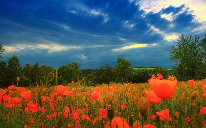 Field of poppies under a dramatic sky