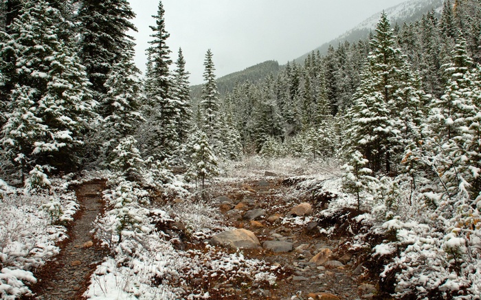 Snow-covered pine forest with a rocky path