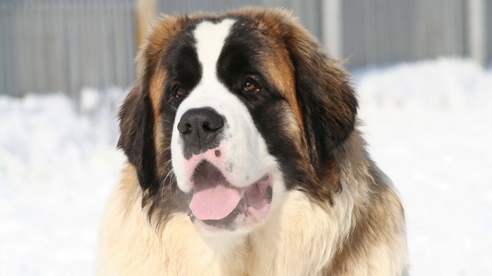 Saint Bernard dog in the snow