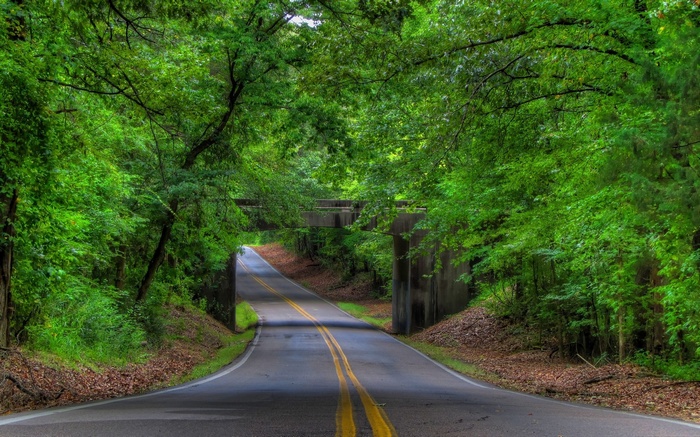 Road passing under a concrete bridge surrounded by trees