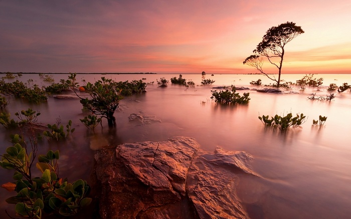Sunset over a calm body of water with mangrove trees