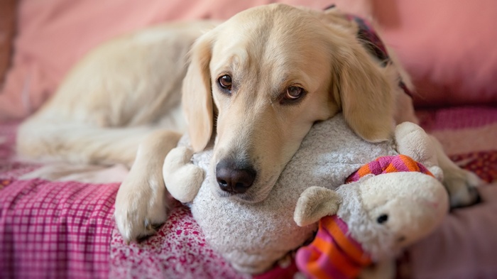 Golden Retriever dog resting on a bed with a stuffed toy