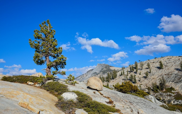Pine tree on a rocky mountain slope under a blue sky