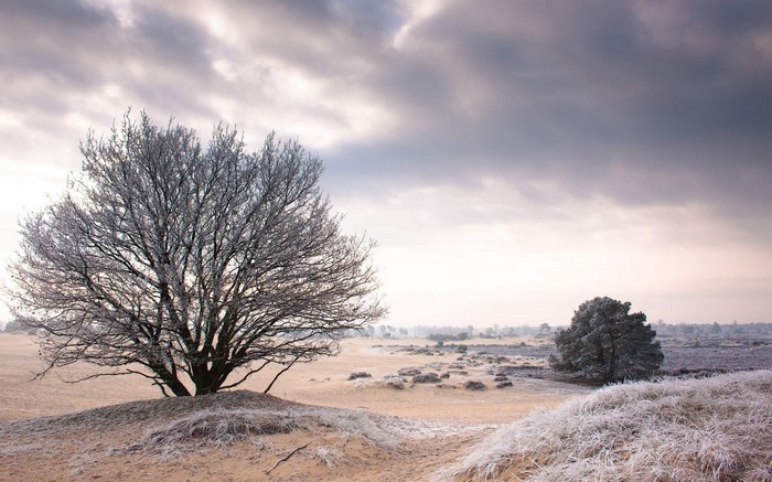 Frosted trees in a winter landscape