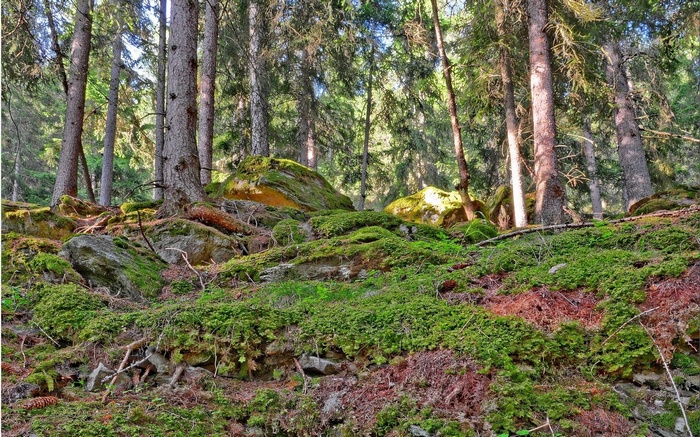 Mossy forest floor with large rocks and trees