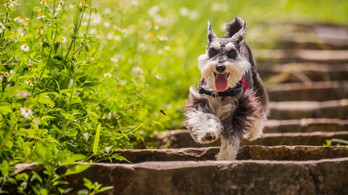 Schnauzer dog running up stone steps with flowers