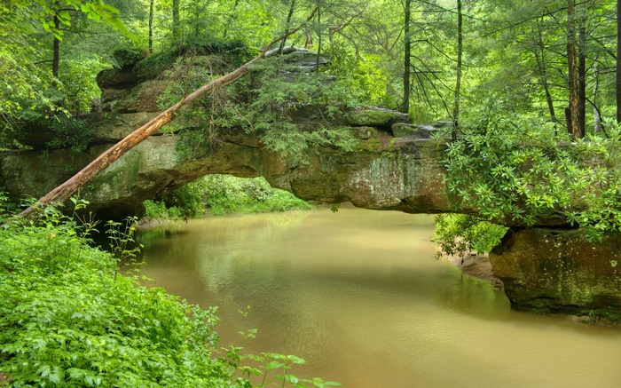 Natural rock bridge over a creek in a forest