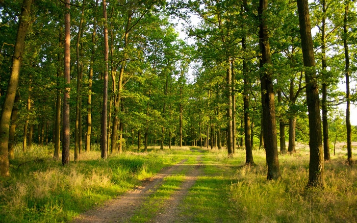 A dirt path winds through a sunlit forest.