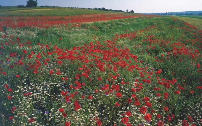 Field of red poppies and white daisies