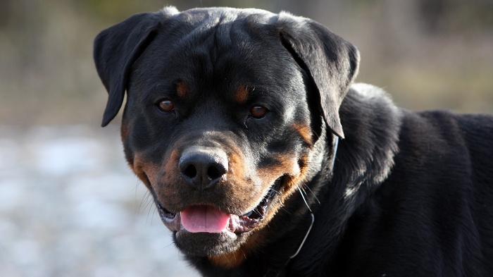 Rottweiler dog with black and tan markings