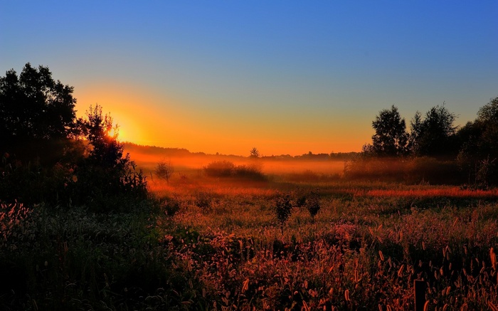 Sunrise over a misty field with trees