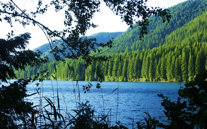 Lake surrounded by evergreen forest and mountains