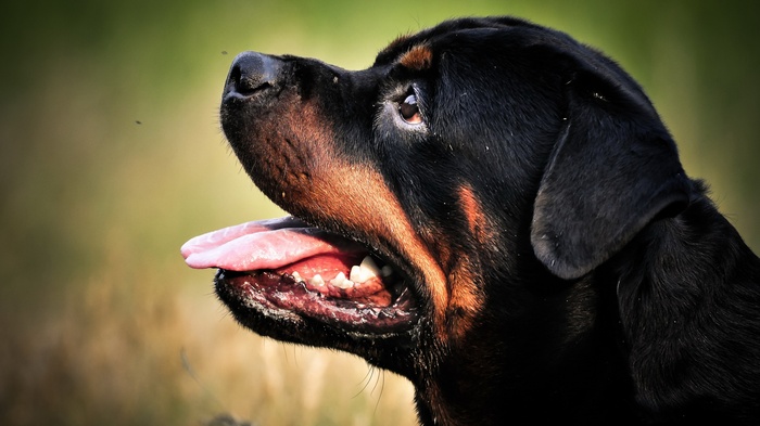 Close-up of a Rottweiler dog with its tongue out